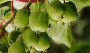 Лицензиялық өсімдік питомнигі Қарақат ежевик құлпынай өсіру
