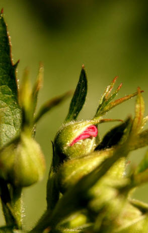Лицензиялық өсімдік питомнигі Қарақат ежевик құлпынай өсіру