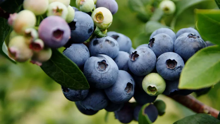 Krzewiński жидек бөбекжайы көтерме сауда 01