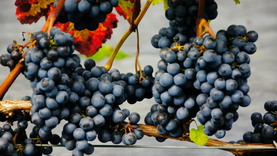 Krzewiński жидек бұтасы бөбекжайы көтерме сауда 05