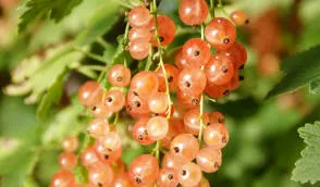 Krzewiński жидек бөбекжайы көтерме - img 04