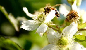 Krzewiński жидек бөбекжайы көтерме - img 12